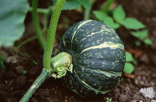 吃瓜震惊音频下载,揭秘“吃瓜震惊音频”下载背后的惊人真相  第1张