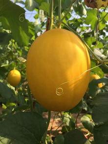 吃冰糖蜜瓜视频  第2张